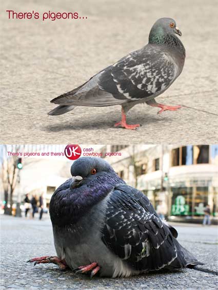 Two pigeons